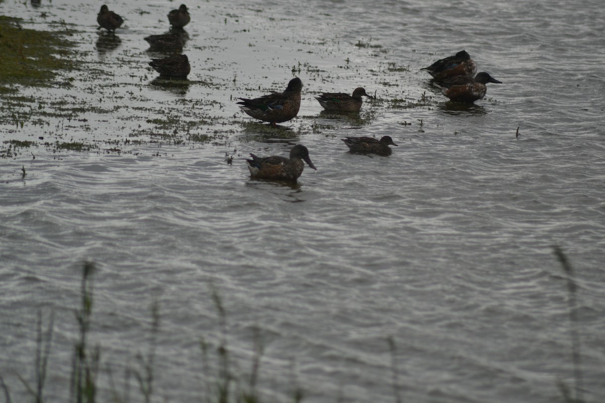 Northern Shoveler - ML488031551