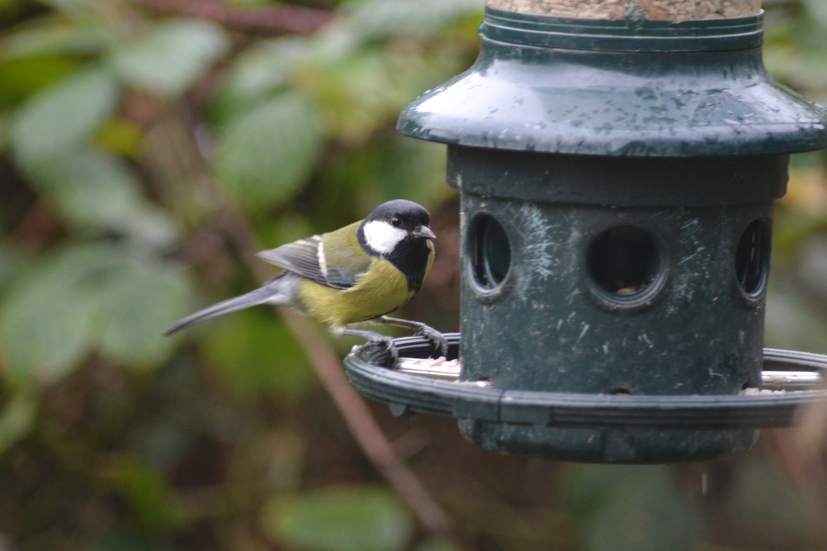 Great Tit - ML488031881