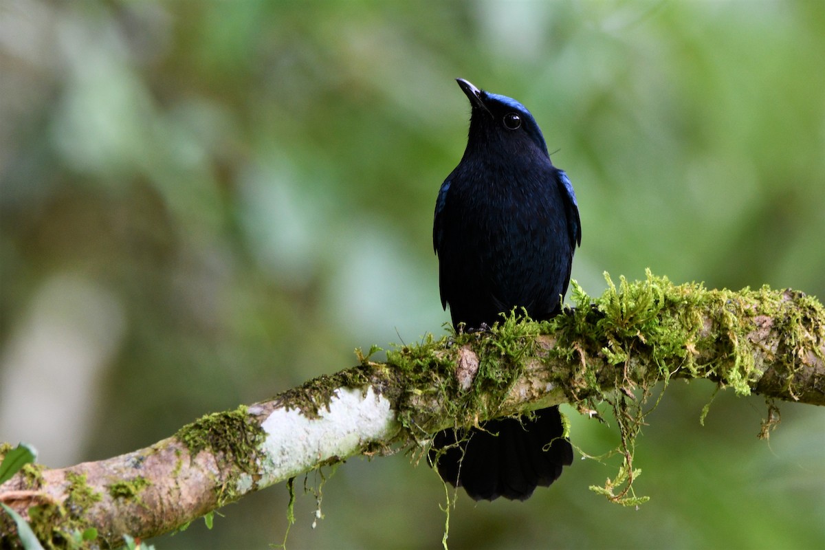 White-tailed Robin - SHIH-BIN TSAI