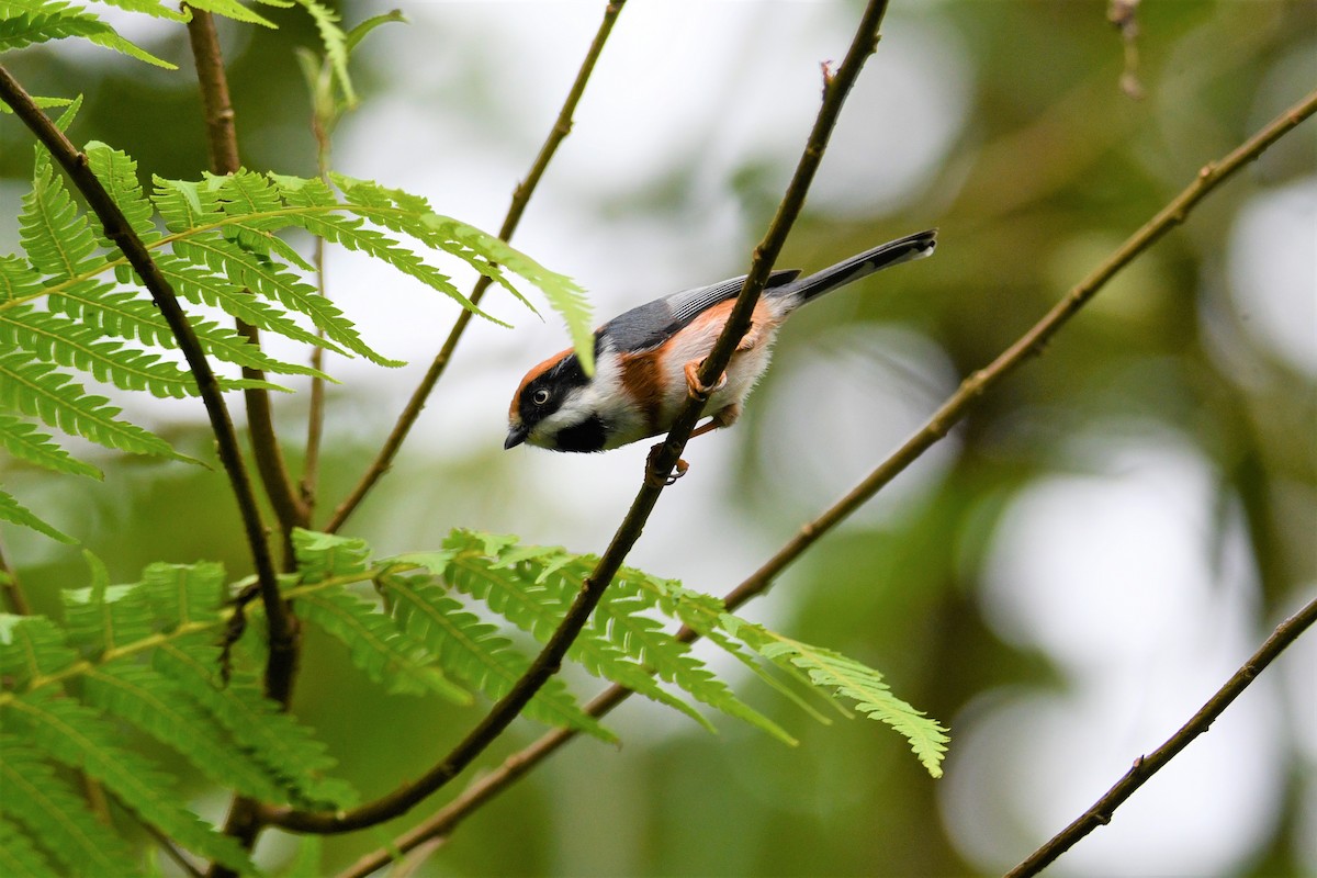 Black-throated Tit - ML488033041