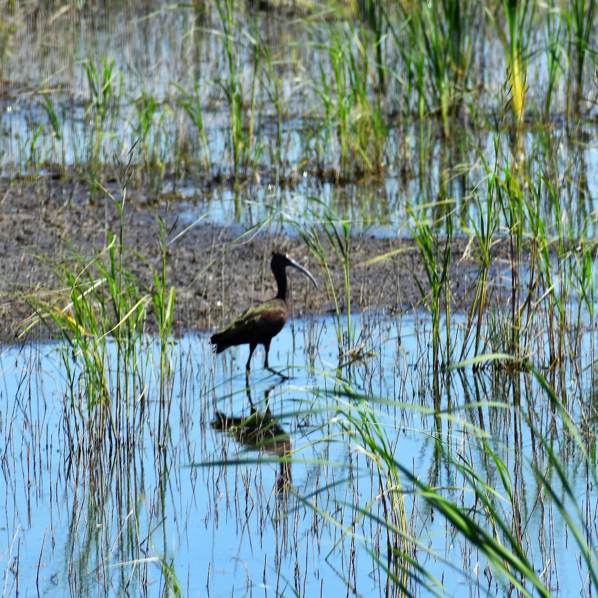 White-faced Ibis - ML488033731