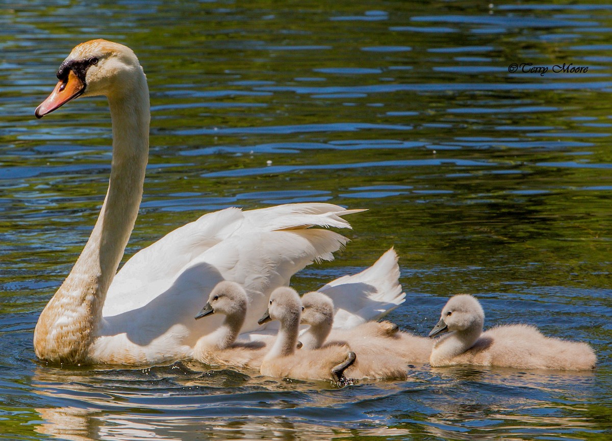 Mute Swan - terry moore