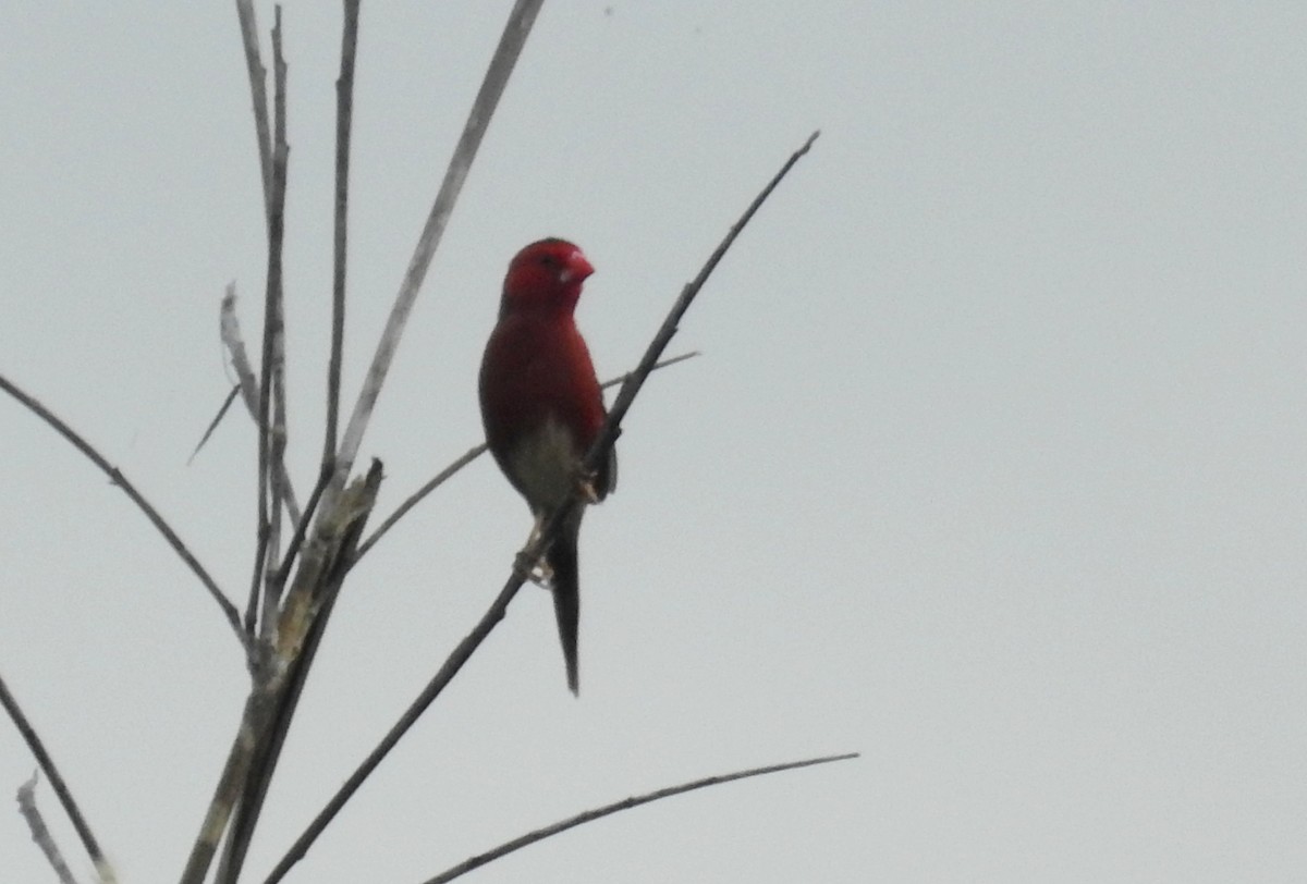 Crimson Finch - ML488034041