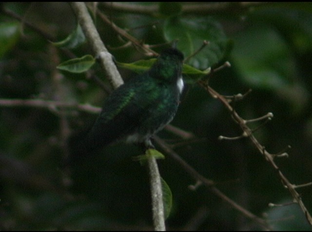 White-throated Hummingbird - ML488035