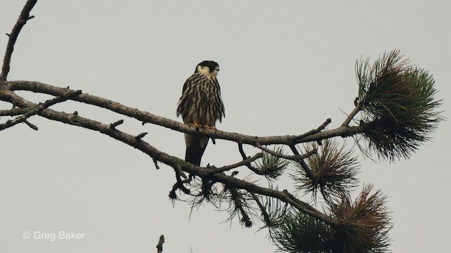 Eurasian Hobby - ML488035321