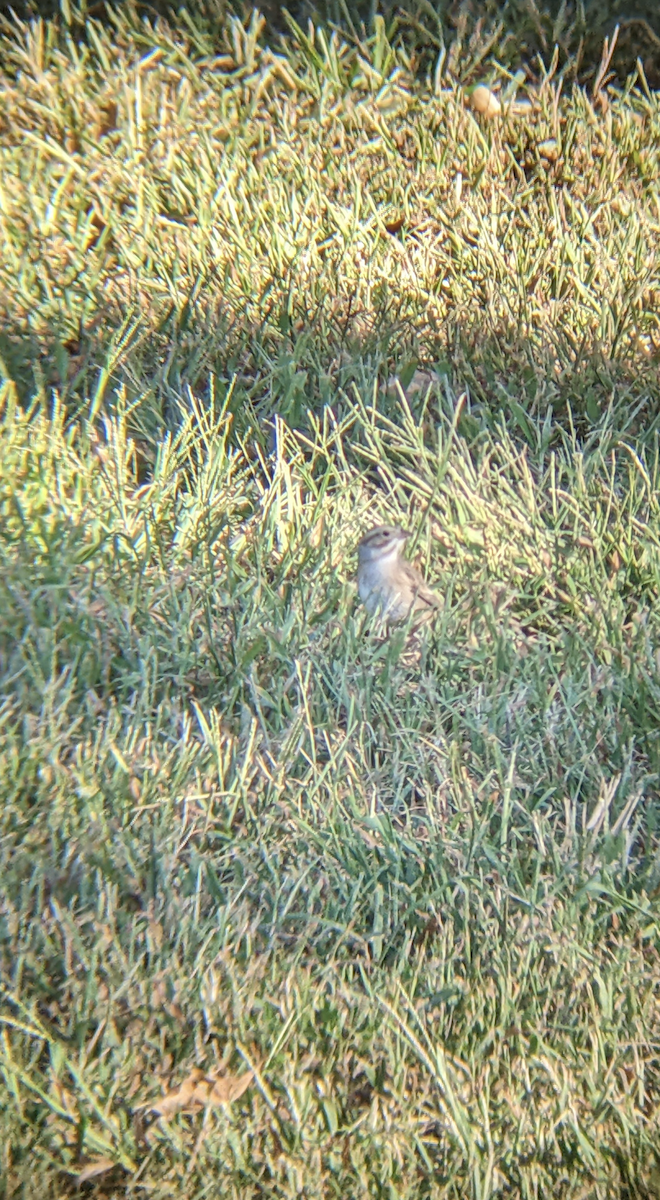 Clay-colored Sparrow - ML488035401