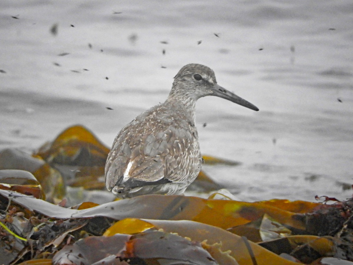 Willet (Eastern) - ML488036971