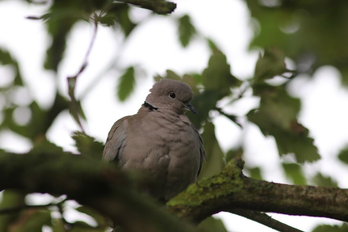 Eurasian Collared-Dove - ML488037481