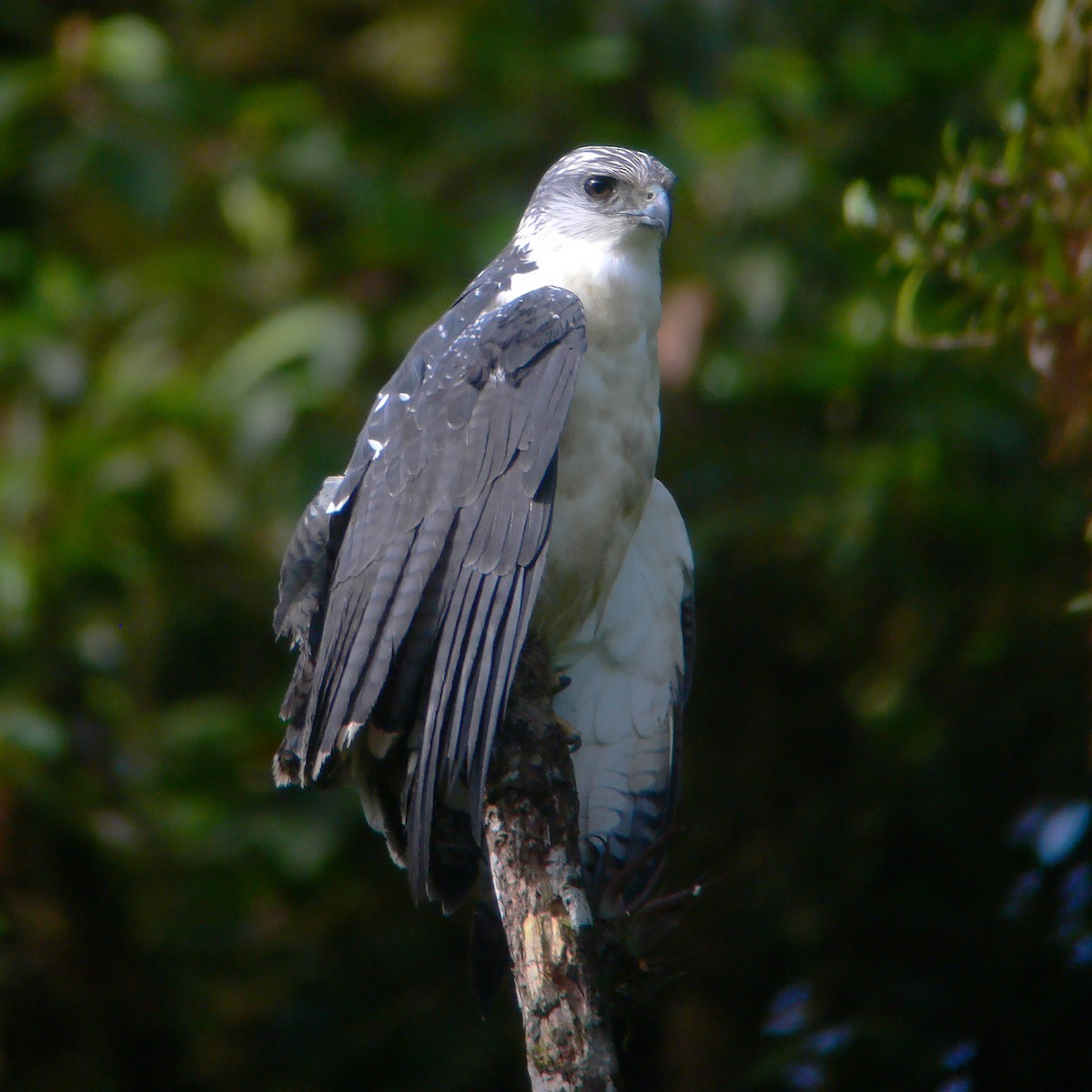 Gray-backed Hawk - Gary Rosenberg
