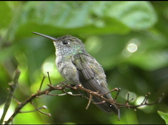kolibřík pestrý [skupina versicolor] - ML488038