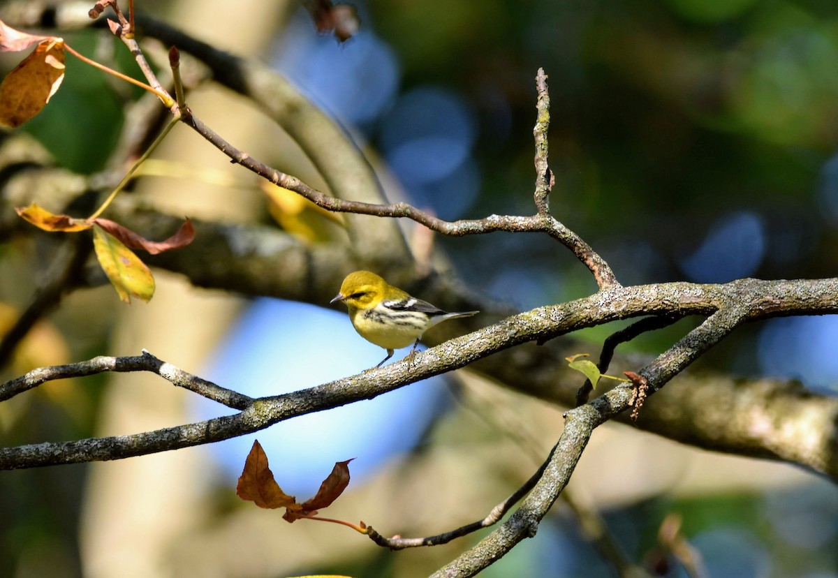 Black-throated Green Warbler - Marc Dearmey