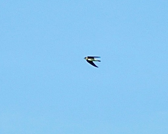 Bank Swallow - ML488038901