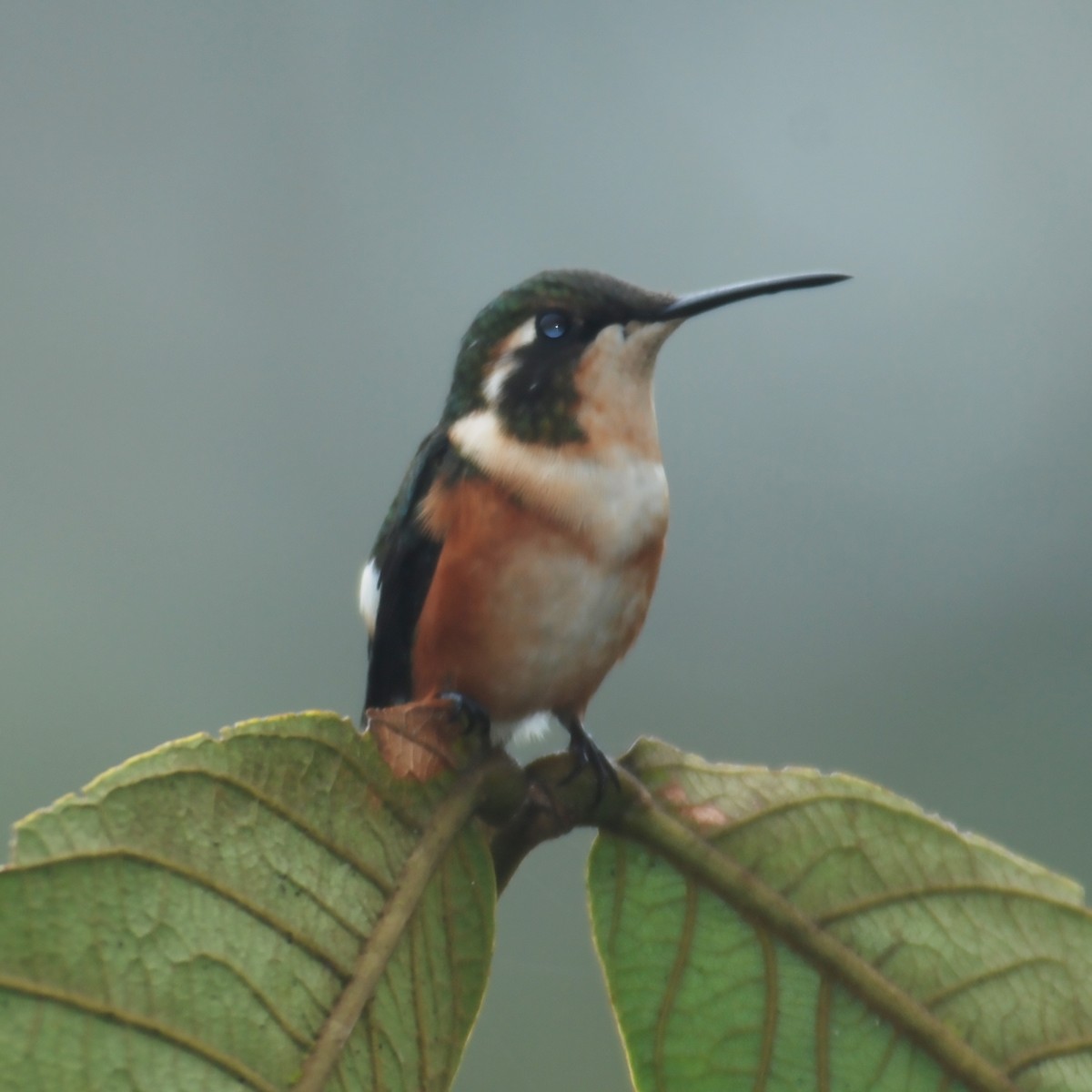 White-bellied Woodstar - ML488038981