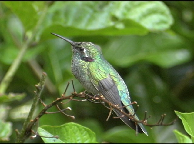 White-vented Violetear - ML488039