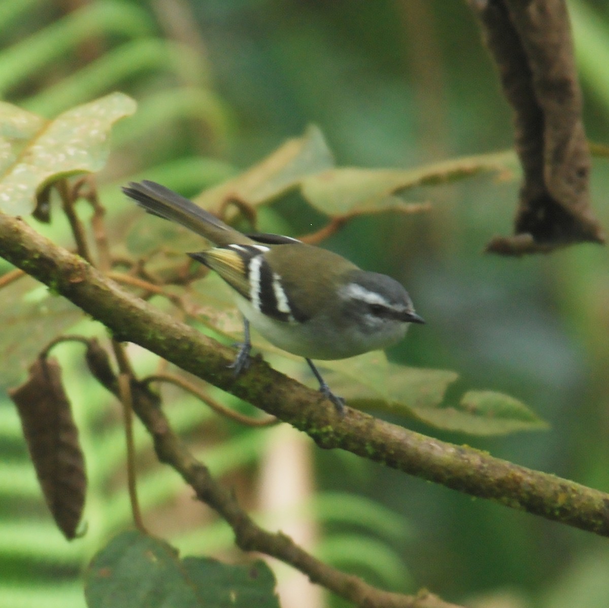 White-banded Tyrannulet - Gary Rosenberg