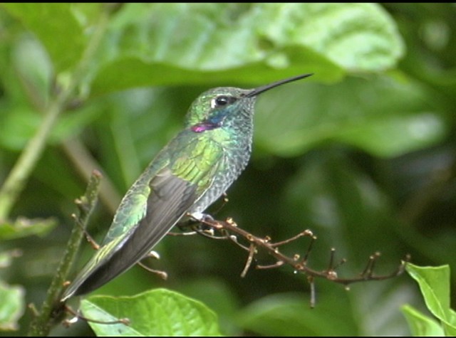 Colibrí Orejimorado - ML488040