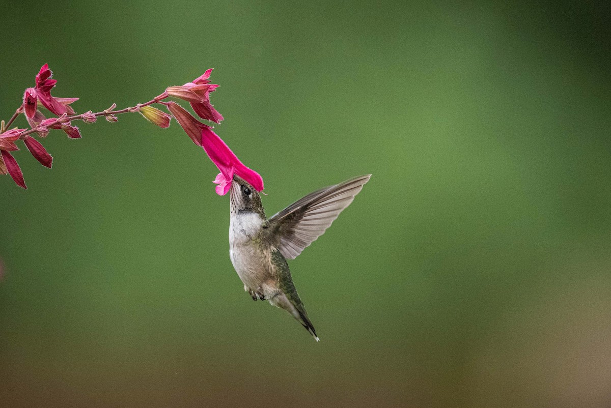 Ruby-throated Hummingbird - Karen Lee Lewis