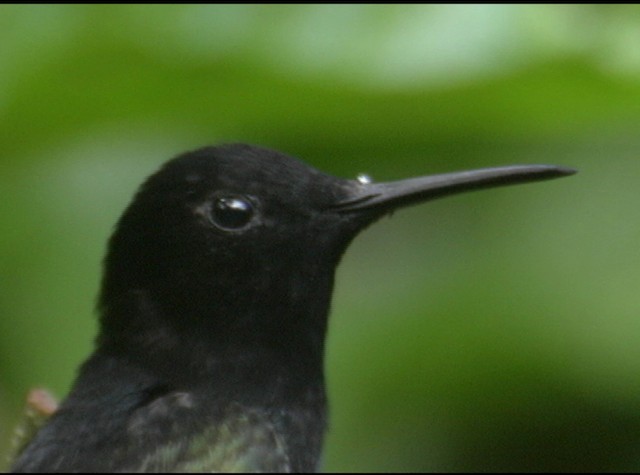 Black Jacobin - ML488041