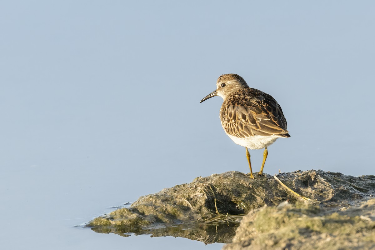 Least Sandpiper - ML488041381