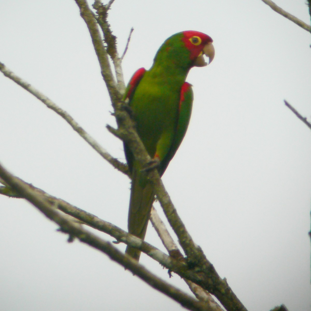 Conure à tête rouge - ML488041961