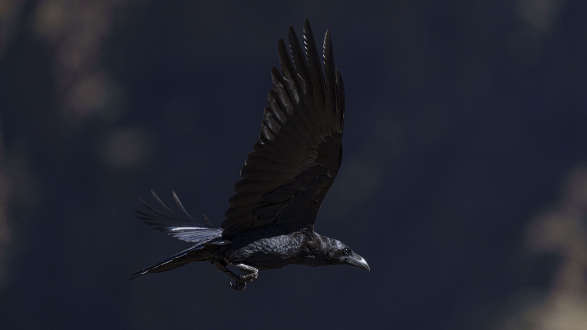 Common Raven - ML488042271