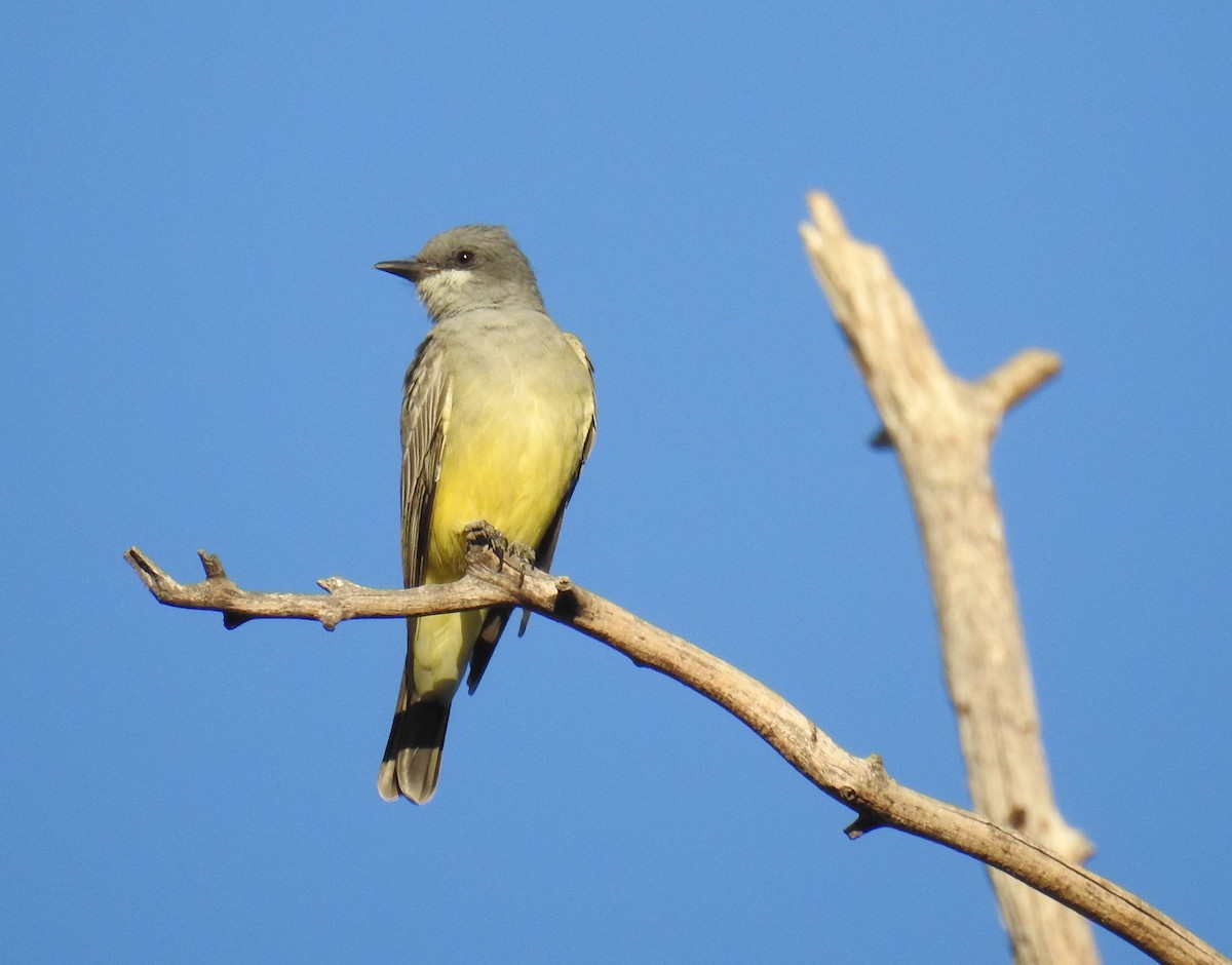 Cassin's Kingbird - ML488043461