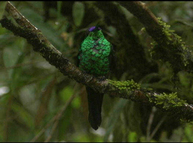 Violet-capped Woodnymph - ML488045