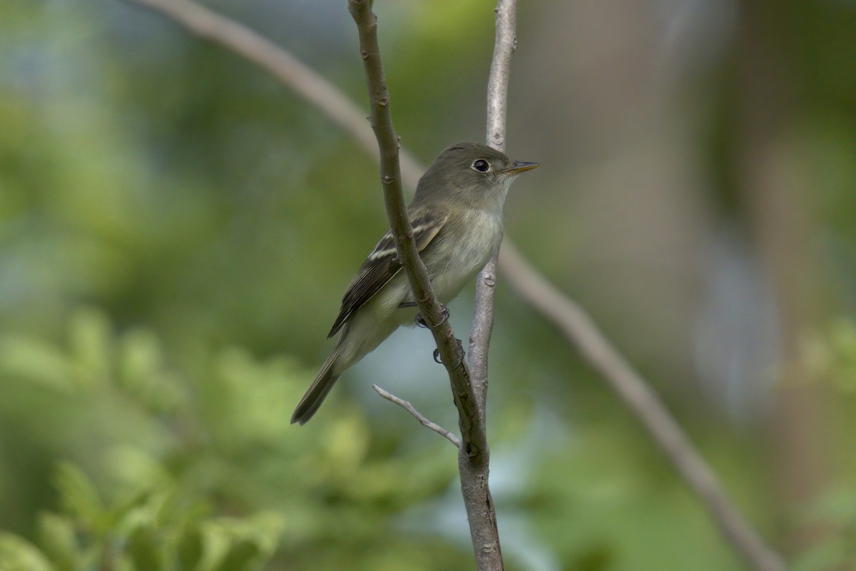 Alder Flycatcher - Mark Wilson