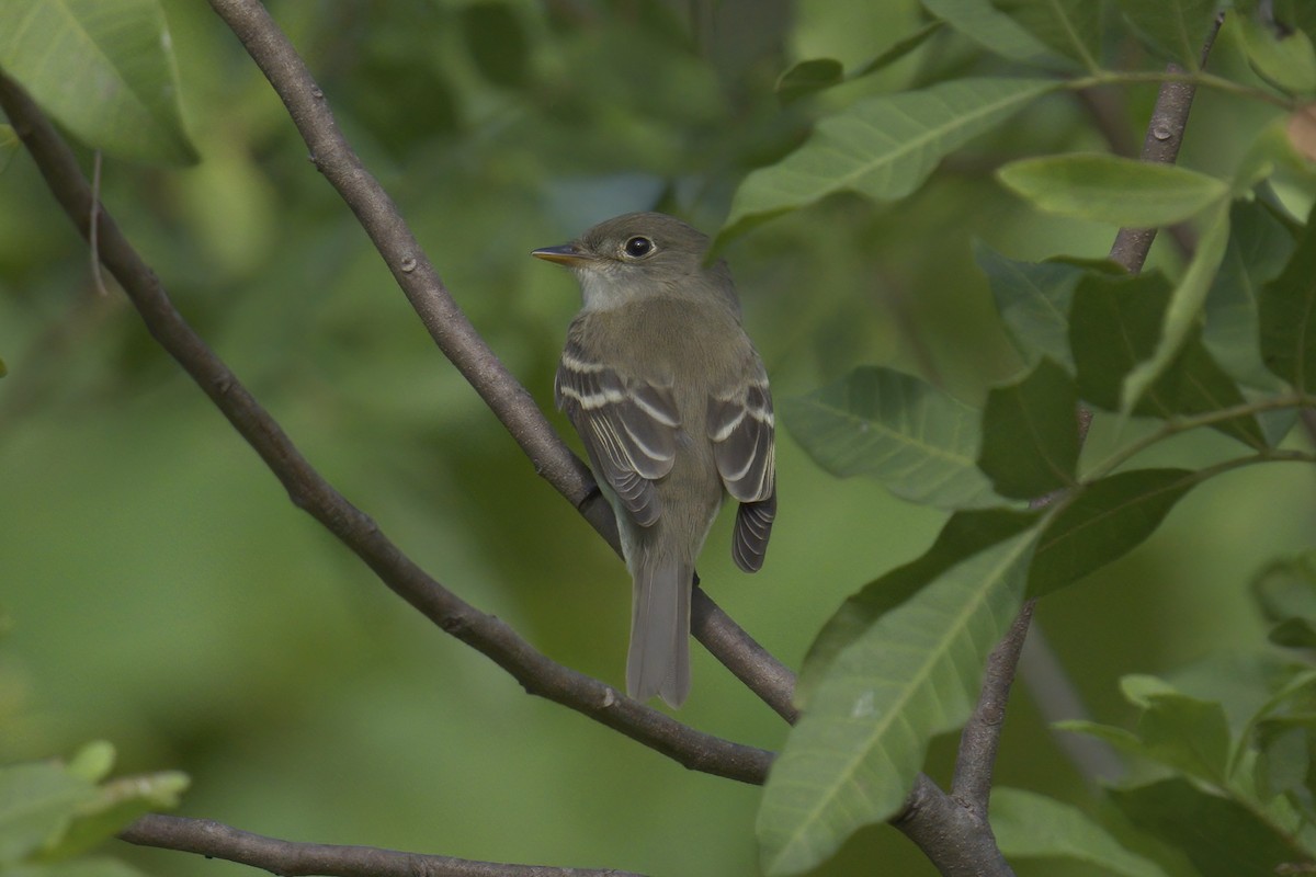 Alder Flycatcher - Mark Wilson