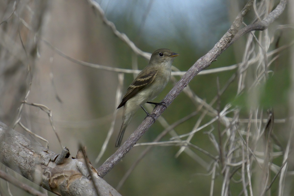 Alder Flycatcher - ML488046291