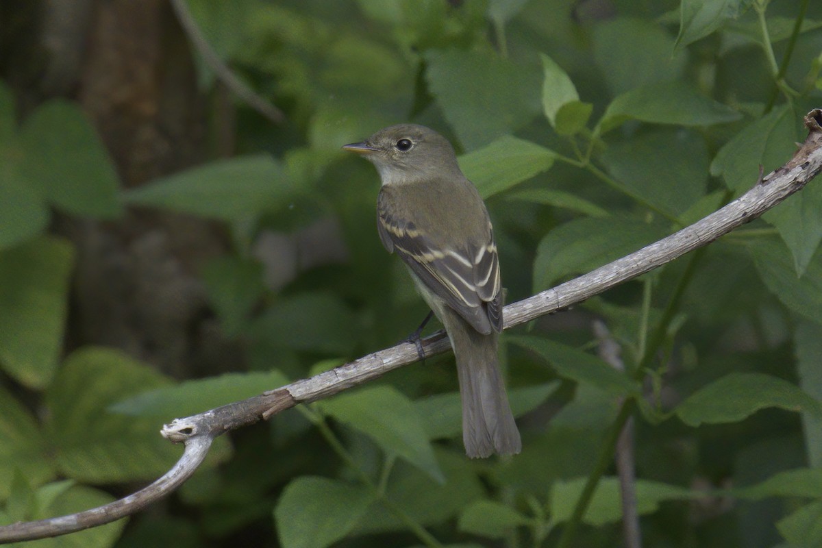 Alder Flycatcher - Mark Wilson