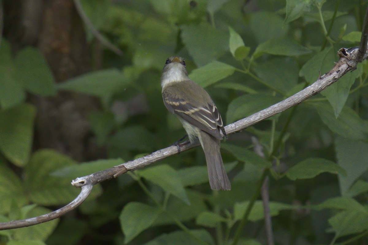 Alder Flycatcher - ML488046331