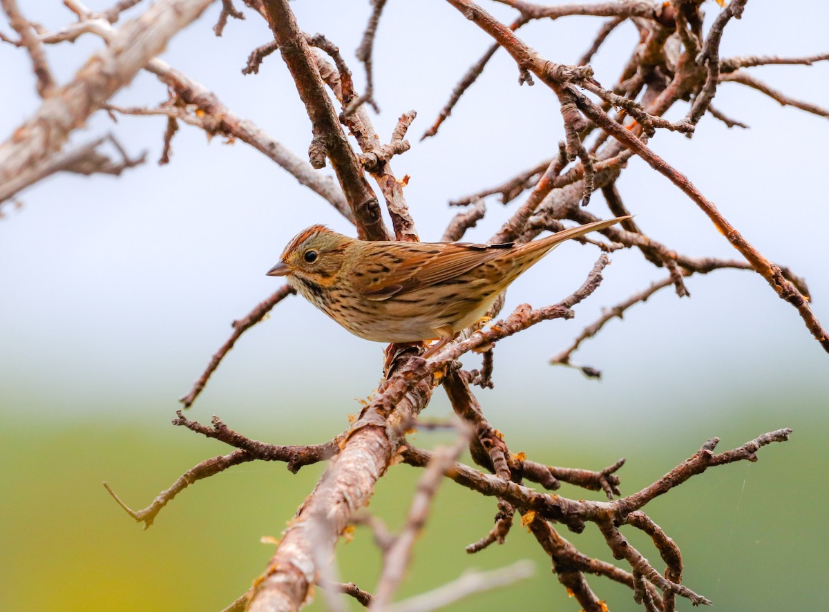 Lincoln's Sparrow - Lisa Bacon