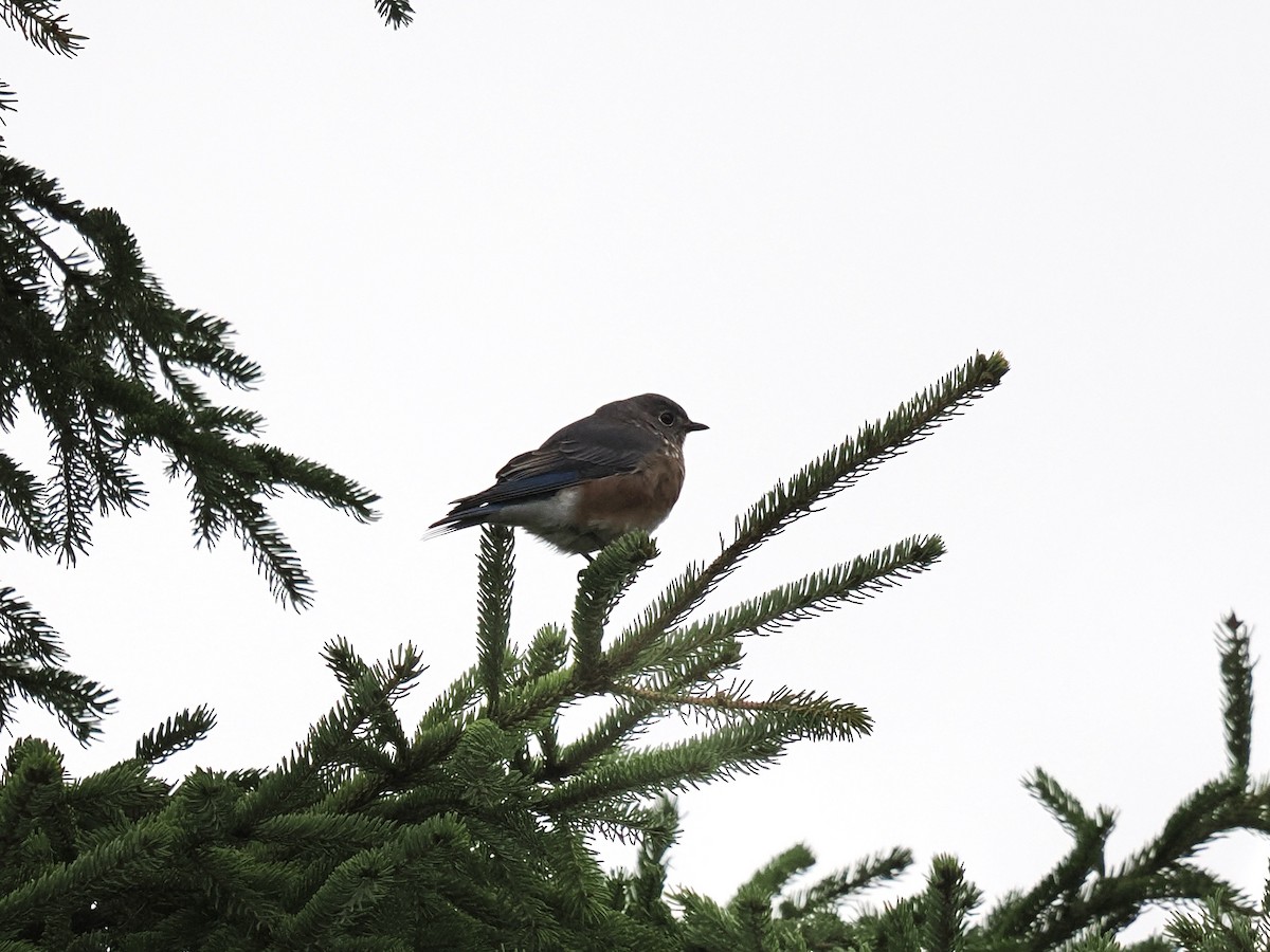 Eastern Bluebird - ML488047831