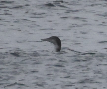 Common Loon - ML488049641