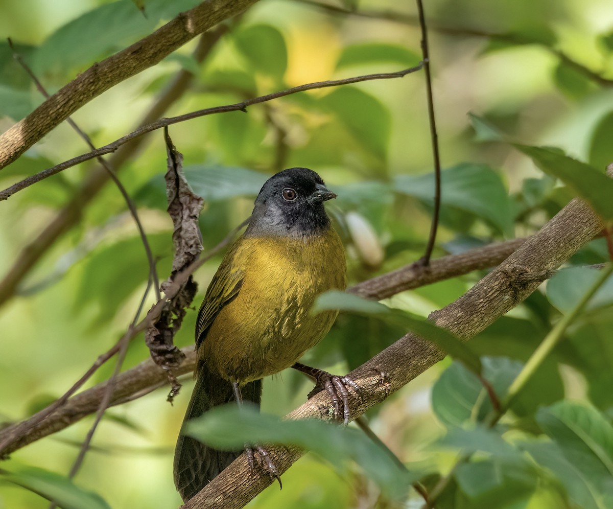 Large-footed Finch - ML488049671