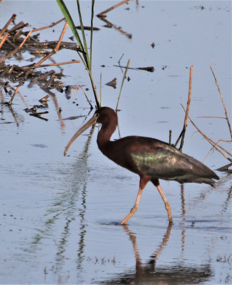 Ibis falcinelle - ML488049791