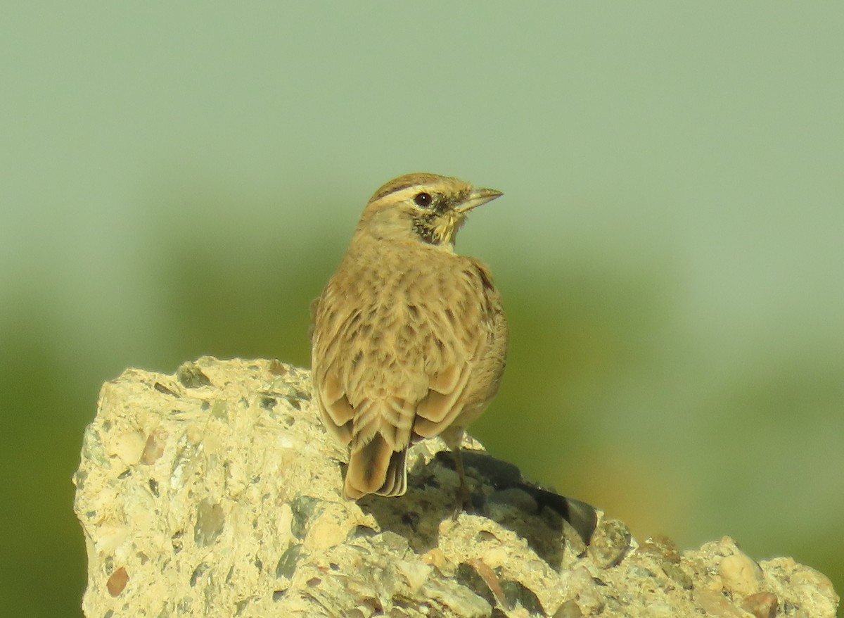 Horned Lark - ML488050751