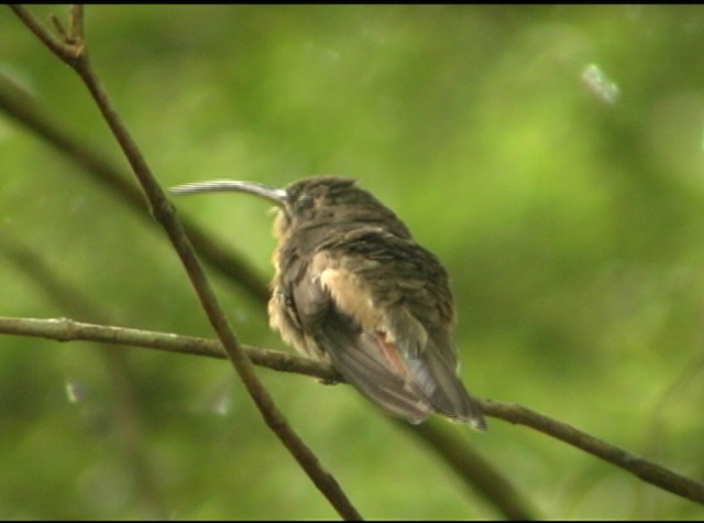 Rufous-breasted Hermit - ML488051
