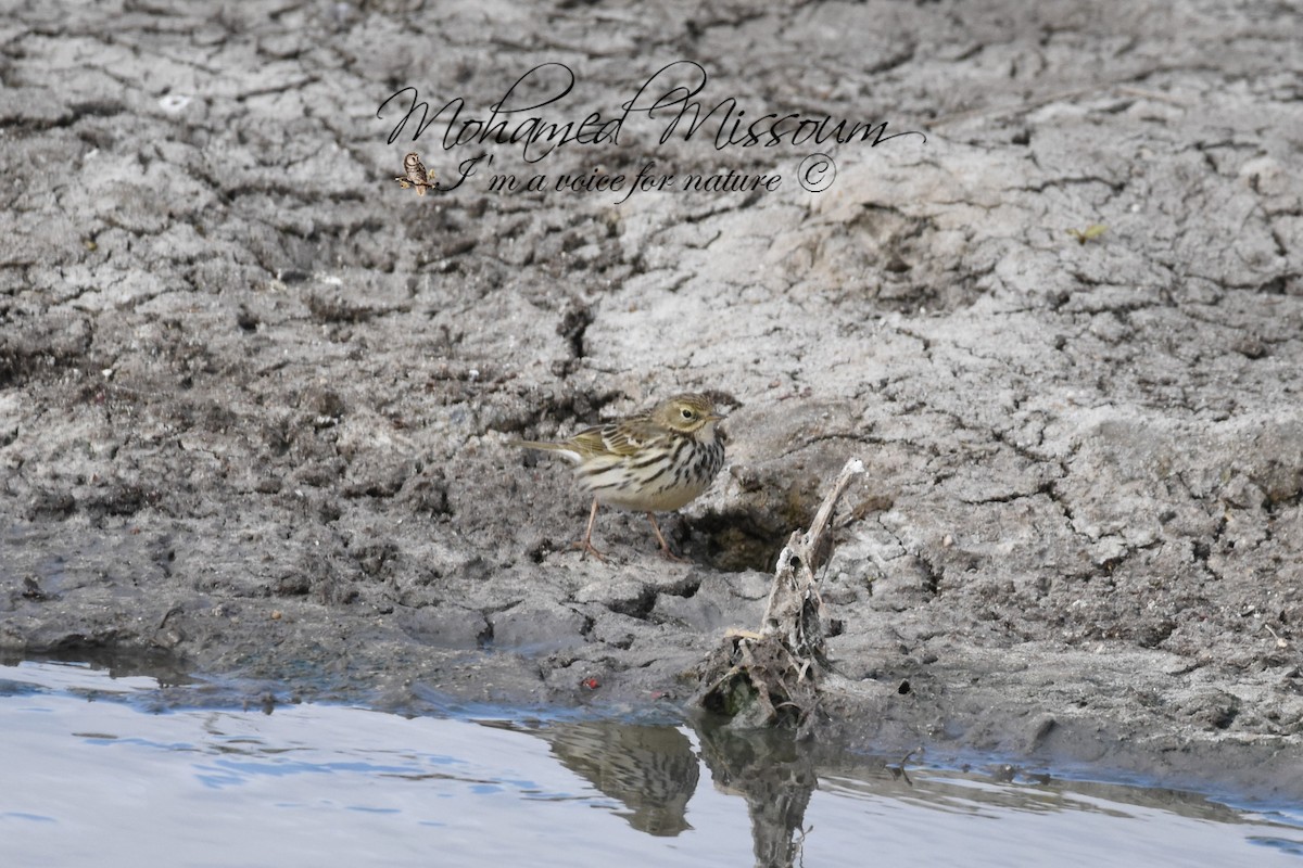 Meadow Pipit - ML488051181