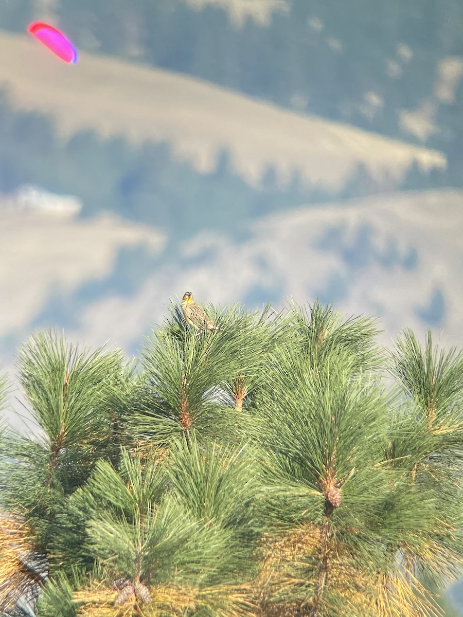 Western Meadowlark - ML488052451