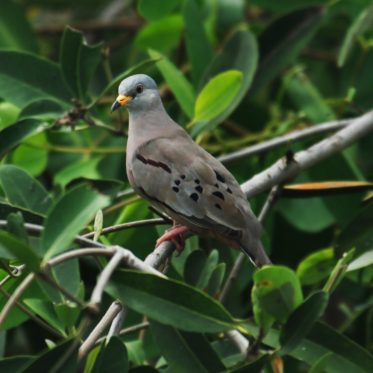 Croaking Ground Dove - ML488052861