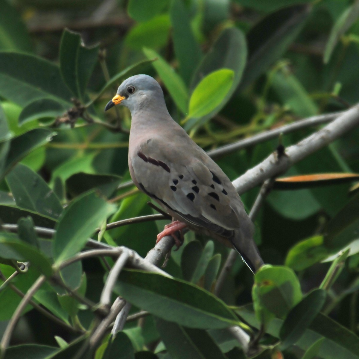 Croaking Ground Dove - ML488052871