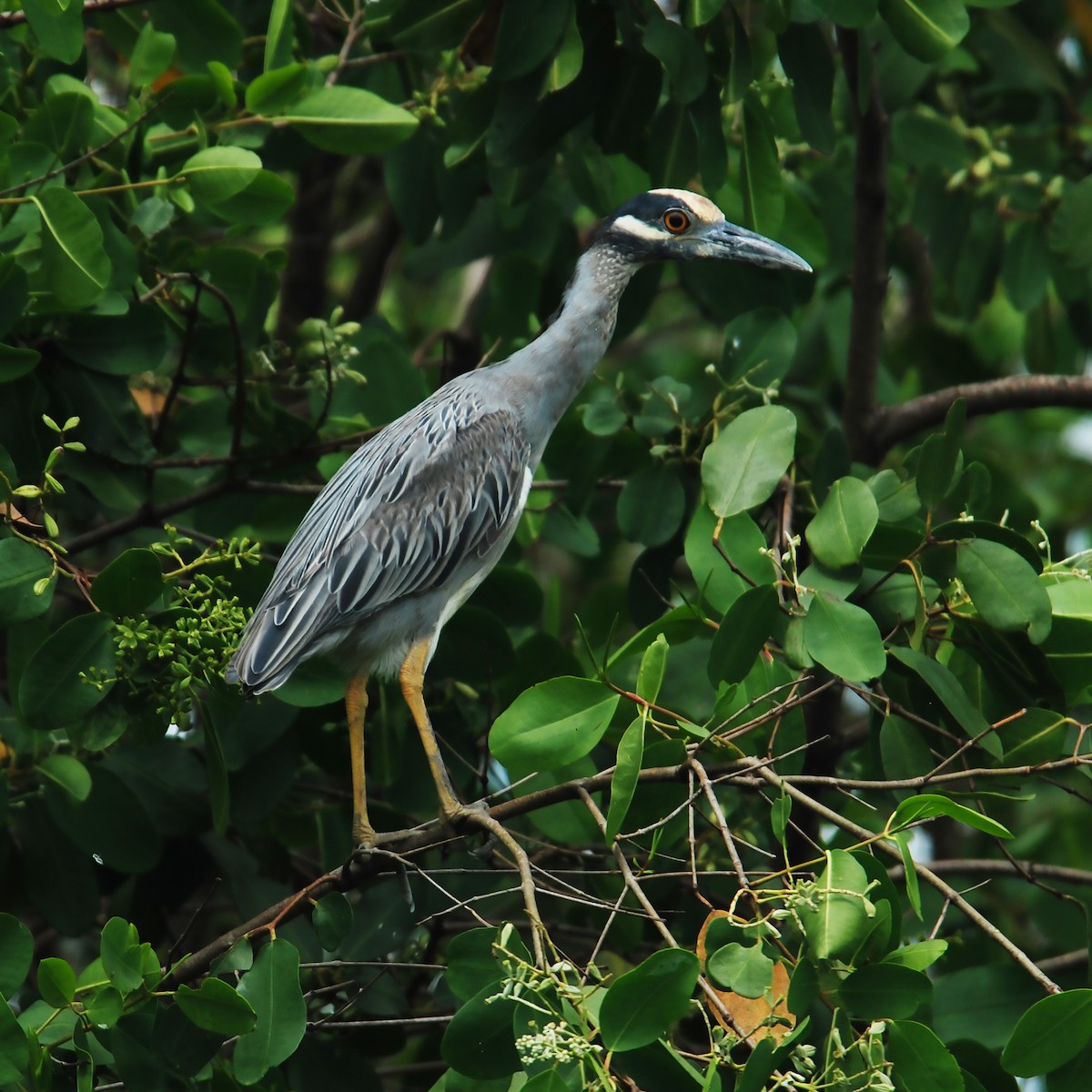 Yellow-crowned Night Heron - ML488052941