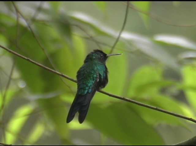 Swallow-tailed Hummingbird - ML488053