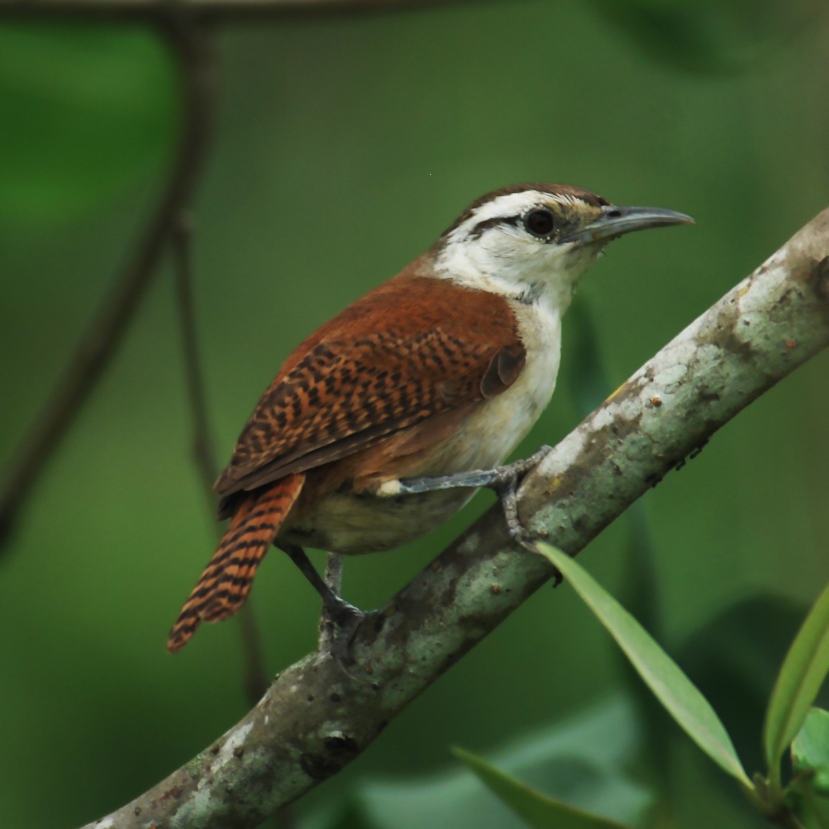 Superciliated Wren - ML488053161