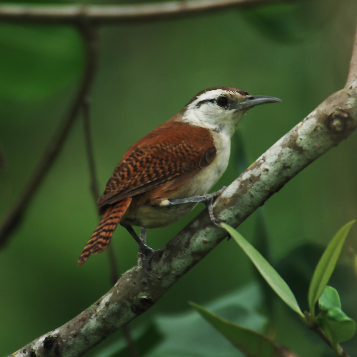 Superciliated Wren - ML488053171