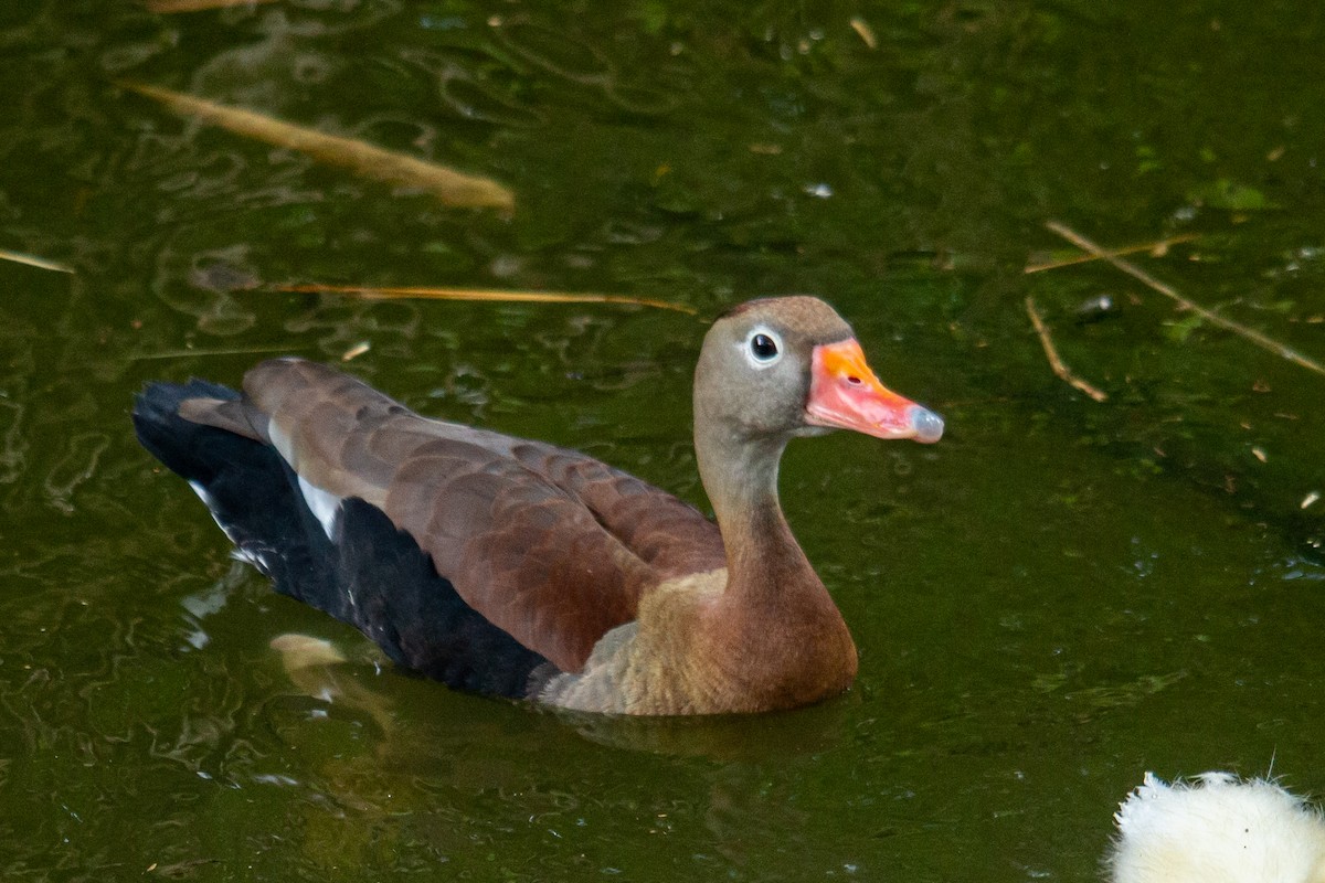 Black-bellied Whistling-Duck - ML488053211