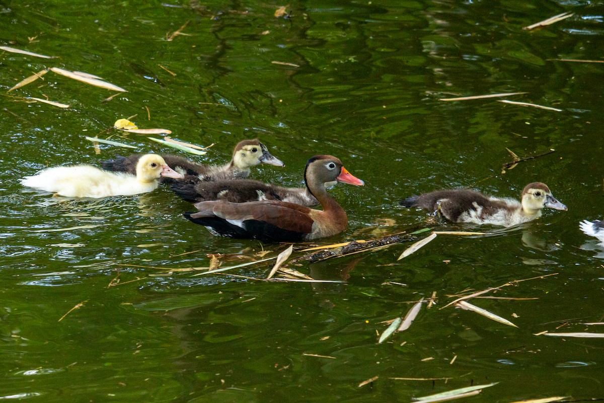 Black-bellied Whistling-Duck - ML488053221