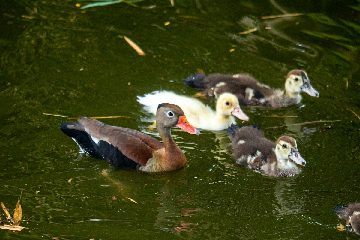 Black-bellied Whistling-Duck - ML488053231